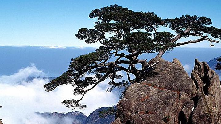 山上松.jpg
